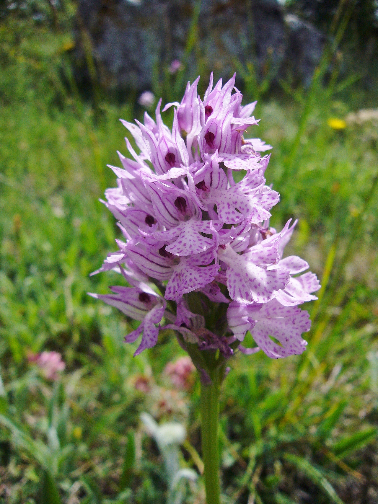 4001_2009_06_01_castiglionedorcia_Orchidee_Neotinea_tridentata_BarbaraAnselmi