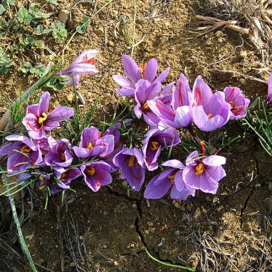 Fiori di zafferano- Parco della Val d'Orcia