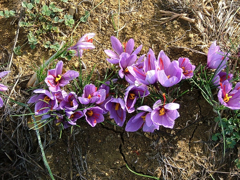 Fiori di zafferano- Parco della Val d'Orcia